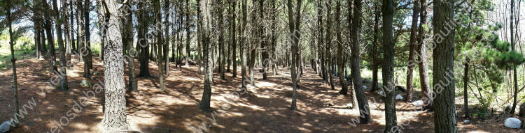 bosque de pinos en la cumbre del cerro el centinela